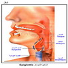   Epiglottis