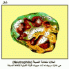    (Neutrophils)          