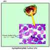   Lymphocytes
