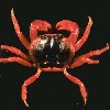       Gecarcinus lateralis         