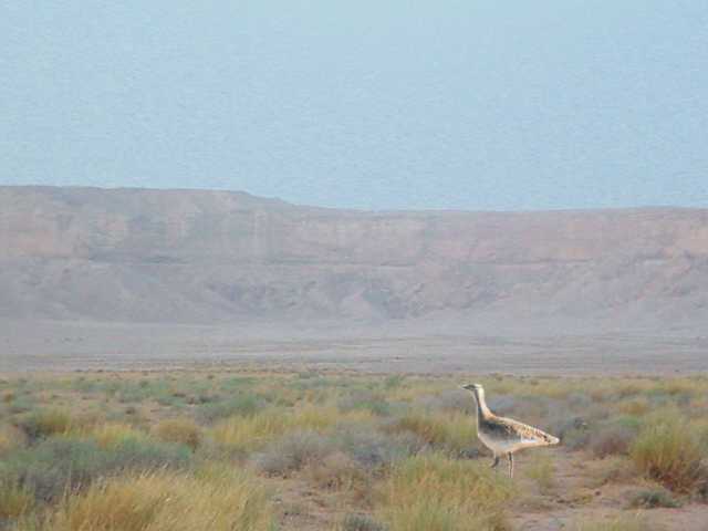   Great bustard